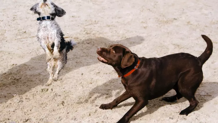 ¿Qué animales son susceptibles a transmitir rabia?