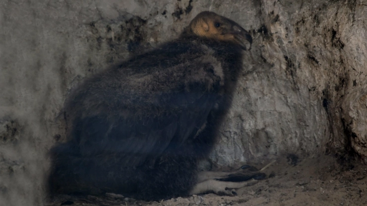 Cóndor de California