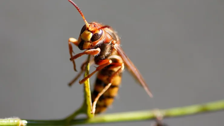 Las especies de avispas más peligrosas para el humano