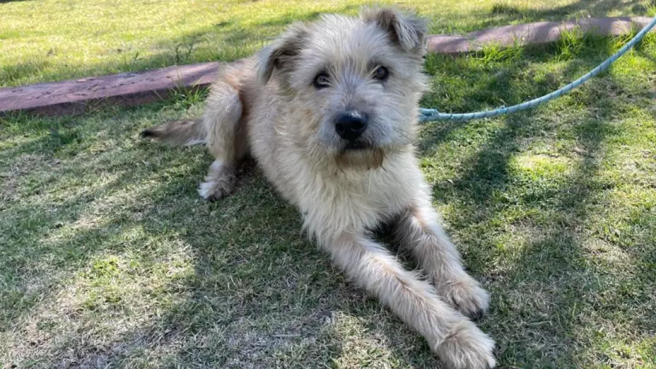 Cómo adoptar perrito rescatado Metro CDMX
