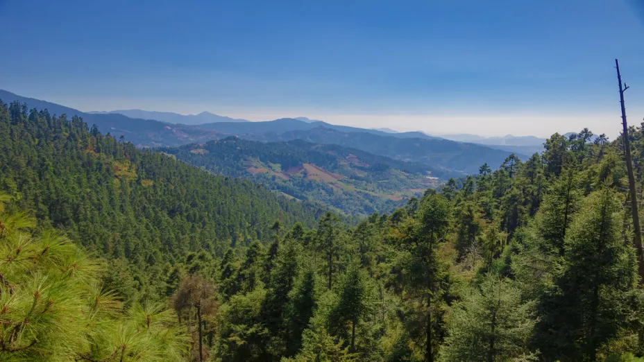 reserva monarca_WWF mÉXICO.jpg