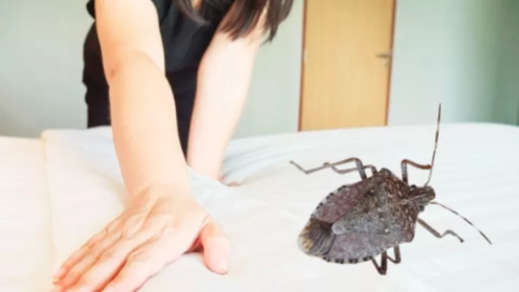 Cómo saber si hay chinches en casa, identifica una plaga.jpg