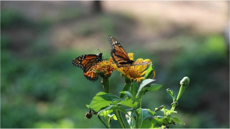 Este es el lugar ideal para ver mariposas monarca en Aguascalientes