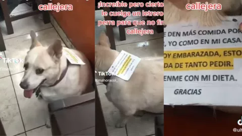 Perrita con letrero