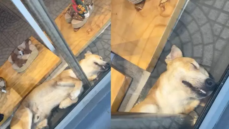 Perrito dormido en tienda.