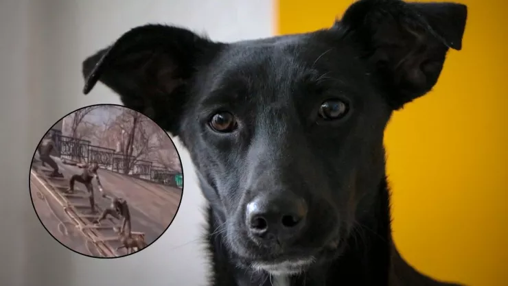 estatua rescate perrito.jpg