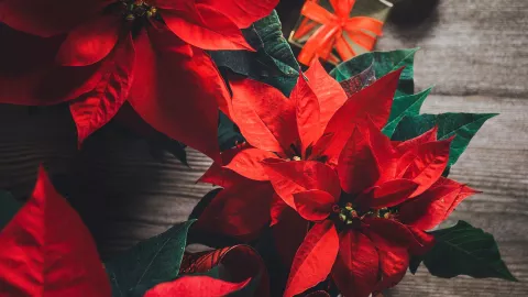 El lugar donde debes poner la flor de noche buena para tener suerte