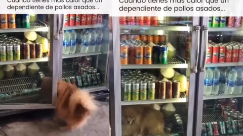 Perrito en refrigerador
