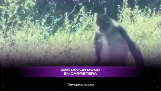 El mono fue visto desplazándose libremente por la orilla de la carretera