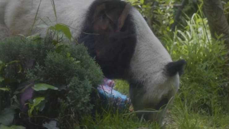 Xin Xin se encuentra en el Bosque de Chapultepec.