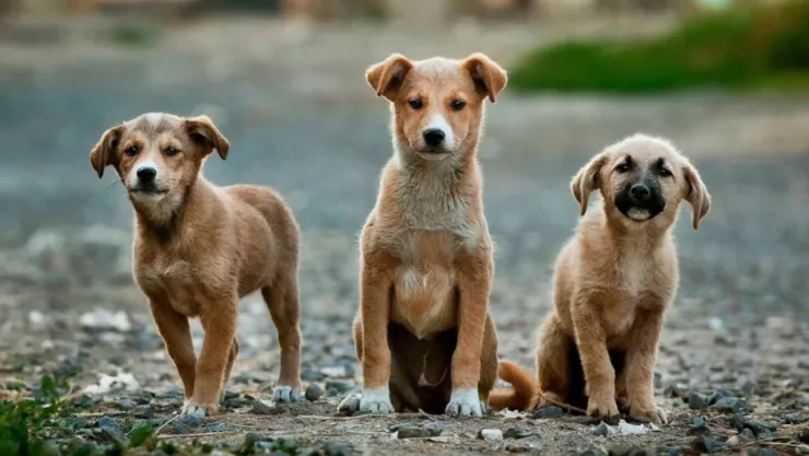 Congreso CDMX refuerza la protección de animales en situación de calle