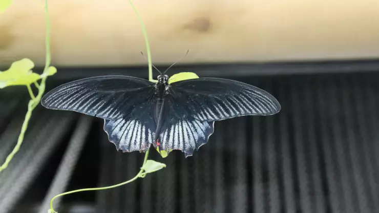 El verdadero significado de que aparezca una mariposa negra en tu casa_ ¿Predice la muerte_.jpg