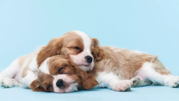 Pesadillas en mascotas