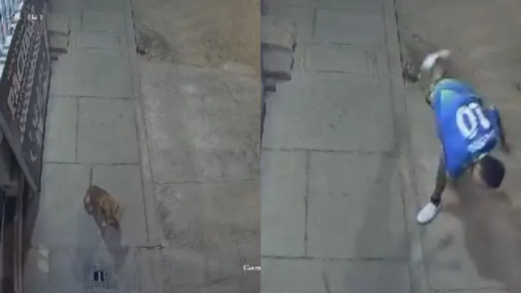 VIDEO | ¡SENSIBLE! Sujeto agrede con una piedra a un perro de la calle