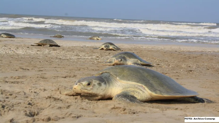 Realizan acciones de conservación para las seis especies de tortugas marinas que anidan en México_conanp.jpg