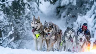 Docenas de mushers y sus equipos de perros corren por los nevados Alpes franceses como parte del desafío de trineos tirados por perros La Grande Odyssee de este año.