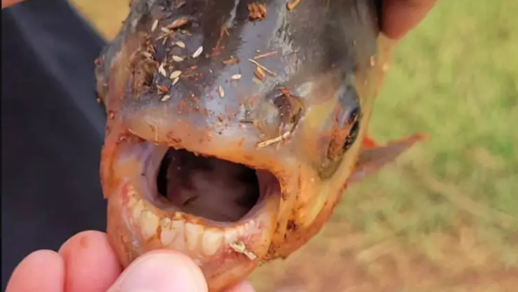 Pez con dientes.