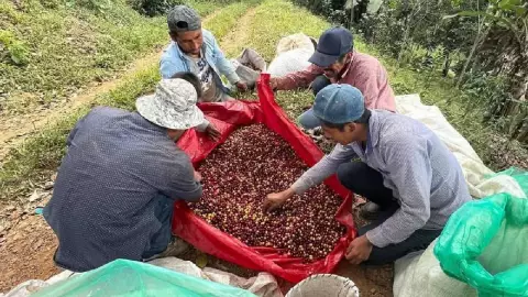 Productores de café en Guerrero