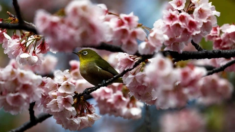 marzo-cerezos-japon