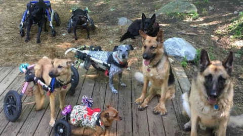 perritos con discapacidades.jpg