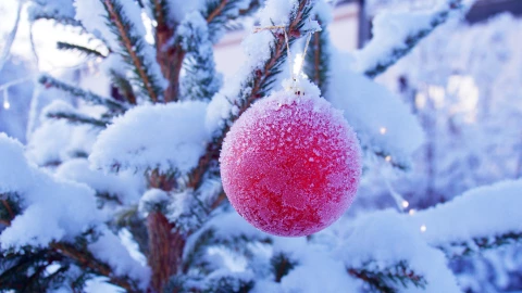 NAVIDAD CHIHUAHUA.jpg