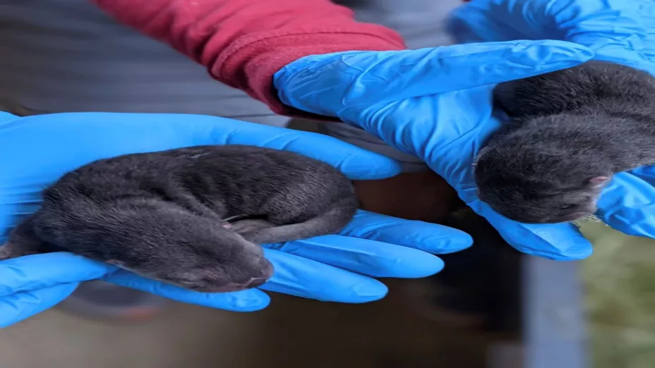 crías de nutria_AP.jpg