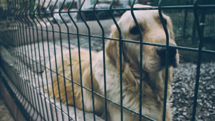 perros callejeros en rusia