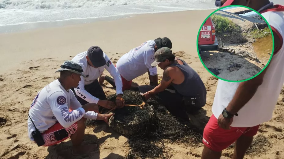 Atrapan cocodrilo en Mazatlán.