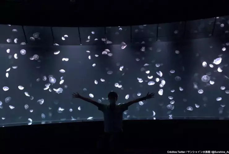 acuario tokio tanque panoramico.jpg