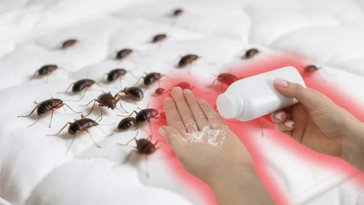 /estilo-de/truco-casero-que-mantiene-chinches-lejos-de-tu-cama