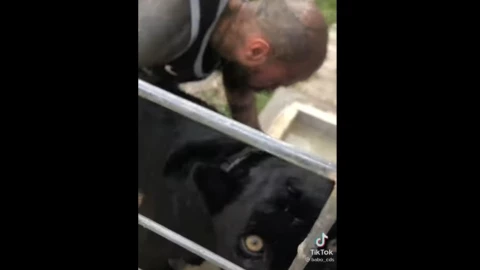 babo-pantera-mascota