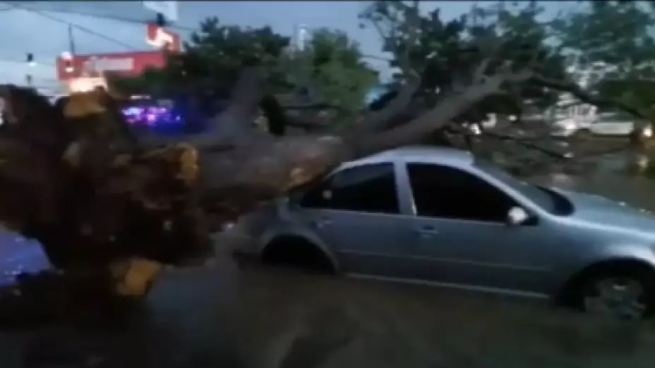 Arbol Laurel Oaxaca.jpg