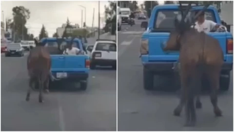 Caballo es jalado por camioneta en Puebla
