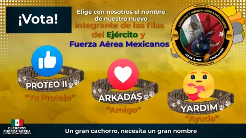 ¡Ya viene! Perro rescatista de Turquía viaja a México para unirse a binomios caninos