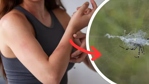 ¿Cómo es la araña violinista que mató a María Fernanda en Sonora y cómo identificarla en el estado de Baja California? (VIDEO)