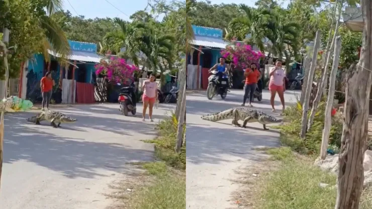 ¡SORPRESA! Captan cocodrilo paseando por la calle y el momento se viraliza (VIDEO)