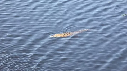 Niño es devorado por cocodrilos
