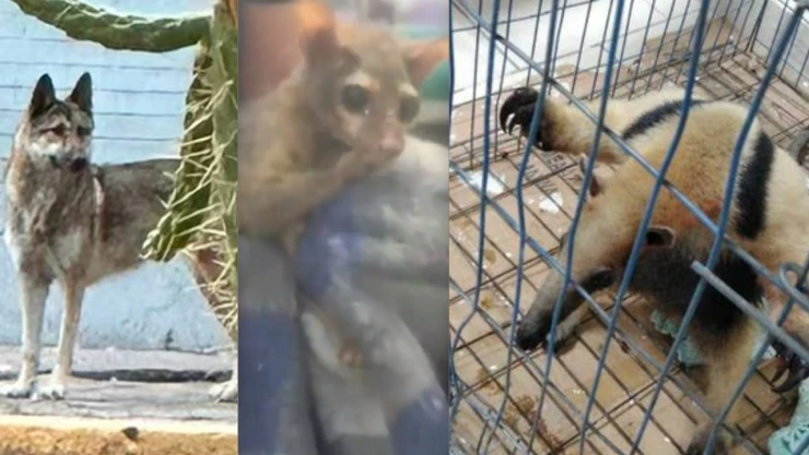 ANIMALES ENCONTRADOS DEAMBULANDO EN LA CDMX EDONNEX LOBO TORO CACOMIXTLE OSO