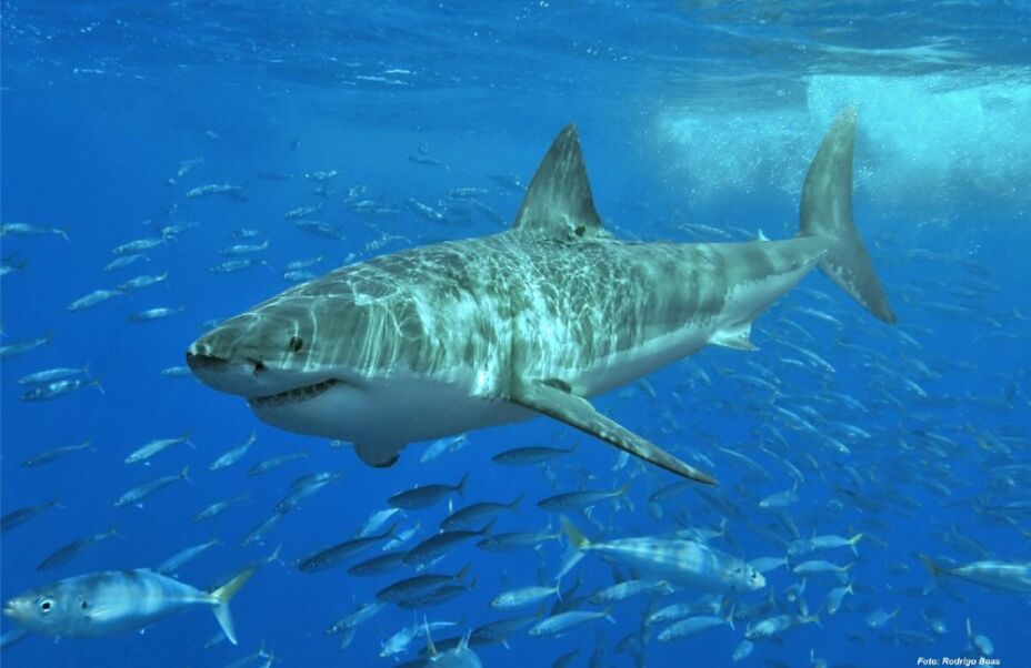 tiburón