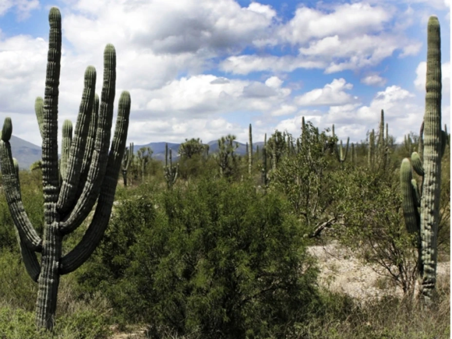 Reserva de la Biosfera Tehuacán-Cuicatlán