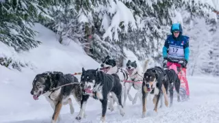 Docenas de mushers y sus equipos de perros corren por los nevados Alpes franceses como parte del desafío de trineos tirados por perros La Grande Odyssee de este año.