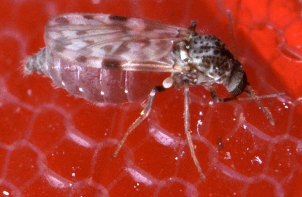 Plaga de CHAQUISTES en Tuxtla Gutierrez (6).jpg