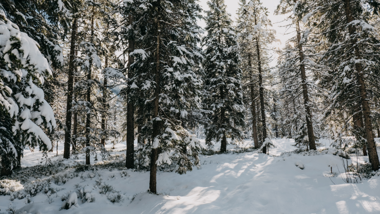Nieve en bosque México 24 de diciembre