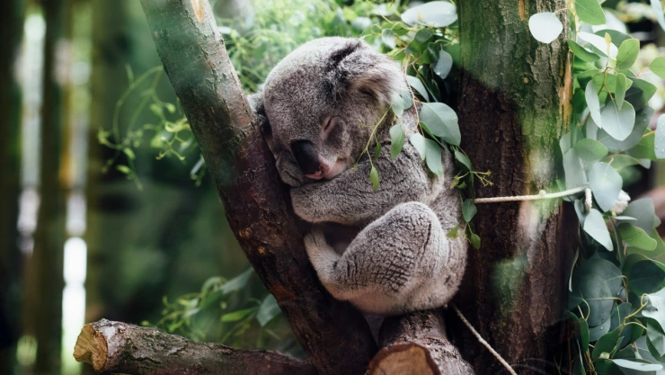 Esto dice una ONG sobre el sacrificio de koalas en Australia.