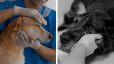 maltrato amimal crueldad estados penas castigos