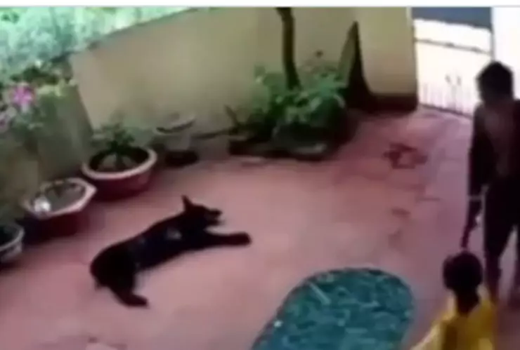 perro se hace el muerto