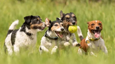  Razas de perro pequeña y grande 