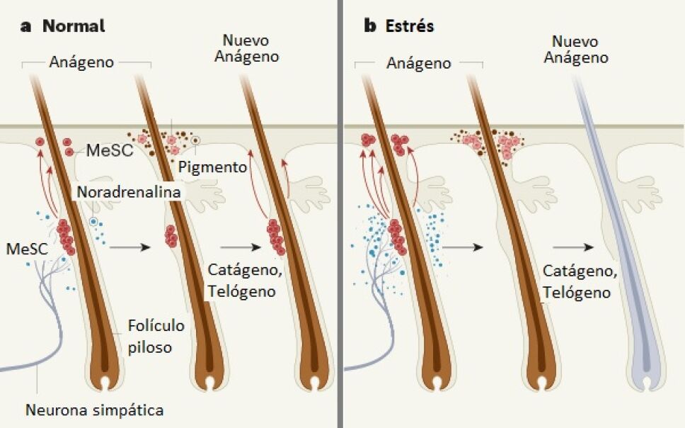 ciclo-capilar.jpg
