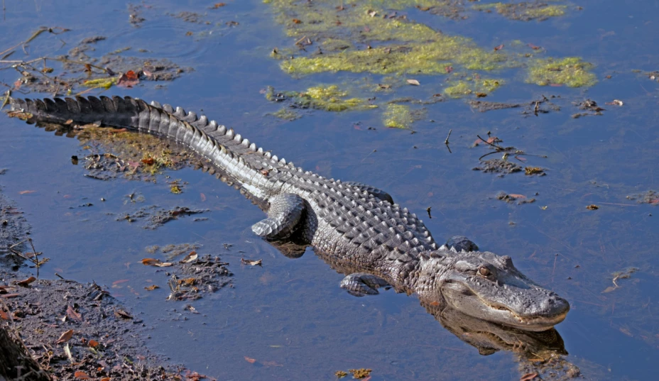 Cocodrilo playa de México