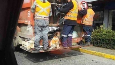 barrenderos rescatan a perrito de la basura